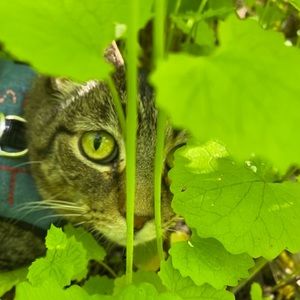 Meet your Posher, Sil